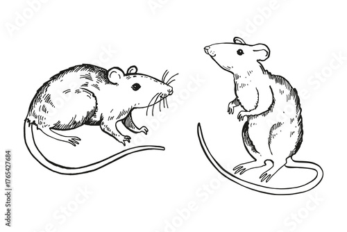 vector set of two rats with a long tail, hand drawn black and white illustration of rodent, animal theme in monochrome, engraving ink sketch for fairy tale, fauna pictures, fairy tale