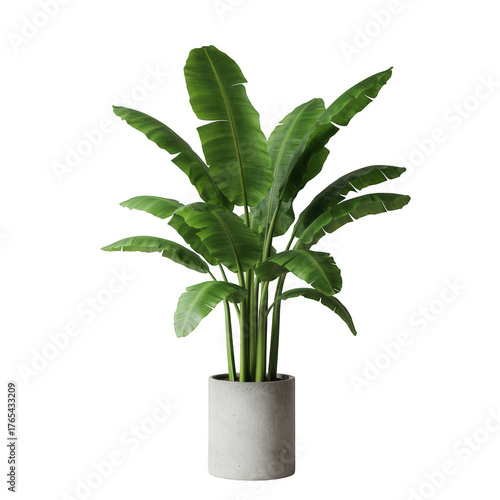 Tall green banana plant in a white pot isolated on transparent background