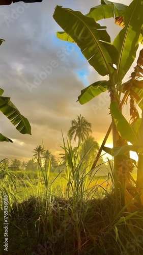 Lush tropical landscape at sunset with banana trees and palm trees