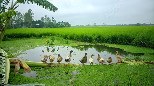 Ducks gather on a log in a pond surrounded by lush green fields under a cloudy sky