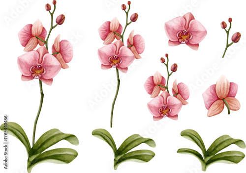 Watercolor Pink Orchid Flowers, Hand Painted Tropical Botanical Illustration