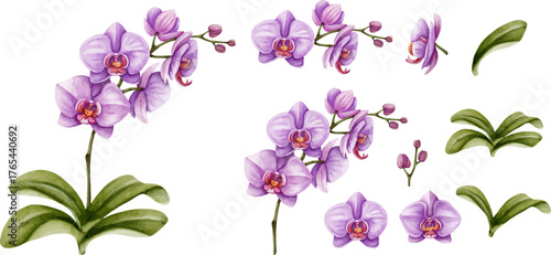 Hand Painted Watercolor Purple Orchid Flowers, Tropical Exotic Botanical Artwork