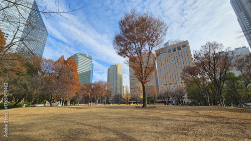 Photos Comfortable autumn morning walk at Shinjuku Central Park in Japan, enjoying tree