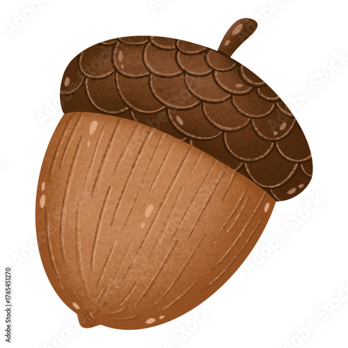 Hand Drawn Chestnut Illustration ⁠
