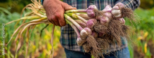 Agricultural Harvest: Sturdy farmer's hand in a plaid shirt proudly holding a fresh bunch of garlic in the field