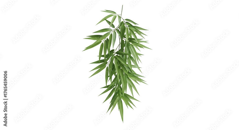 Fototapeta premium Green Bamboo Leaves Hanging Down Isolated plant isolated on a transparent background