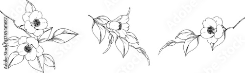 ペンで描いた椿の枝のイラスト2