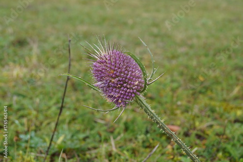 Distel