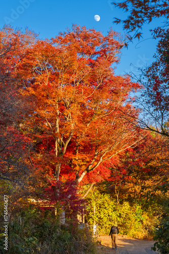 Autumn and foliage in Japan. Beautiful momiji (maple red leaves) at Mount Takao