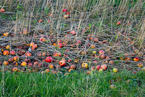 Colorful Rotten Apples on Ground in Overgrown Field with Dry Grass