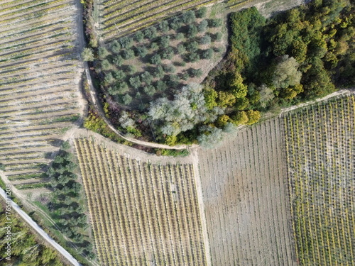 Campi di olivi e vigne dall'alto