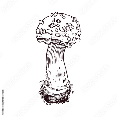 A small fly agaric with a thick stem, hand-drawn in ink and translated into a vector. Vector illustration is perfect for printing on fabric, paper, postcards, books, and magazines.