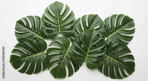 A lush collection of large, green Monstera deliciosa leaves with their iconic natural splits and holes.