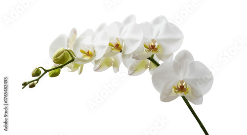 Elegant white Phalaenopsis orchid branch with multiple open blooms and developing buds, vector illustration.
