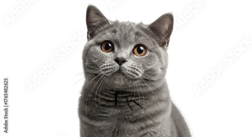 Illustrated portrait of an adorable grey British Shorthair cat with large, expressive amber eyes.