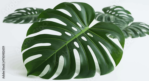 Large, vibrant green Monstera deliciosa leaf with distinctive natural fenestrations and glossy texture