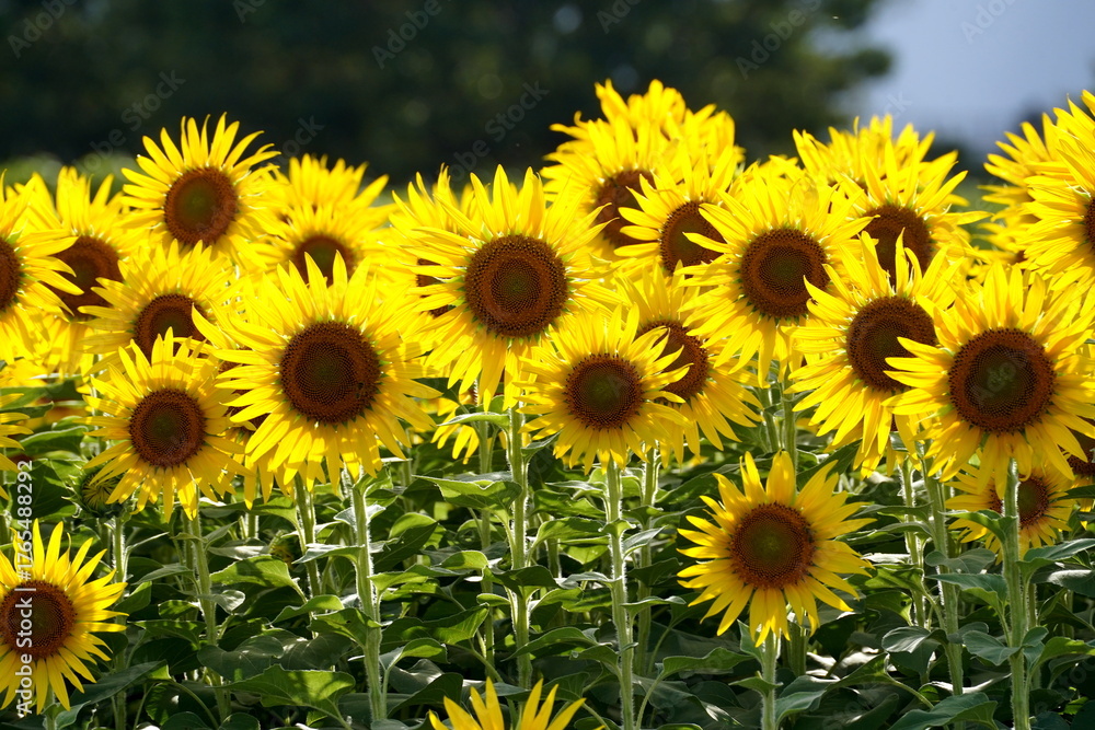Obraz premium 真夏の強い日差しを浴びて背の高いひまわりの花が一斉に空を向いて咲いている力強く鮮やかな夏の風景です