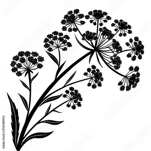 Sophisticated Dark Monochrome Silhouette. Angelica Flower with Buds on a Clear Backdrop, Vector Illustration.