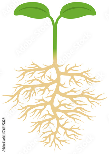芽生えた植物の双葉と地中に張った根