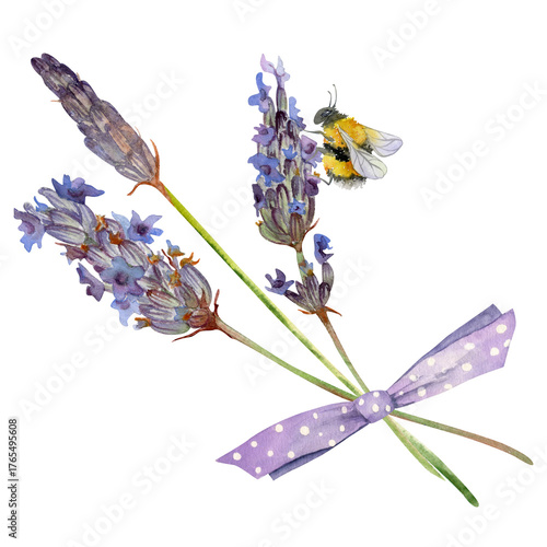 Lavender lavandula small bouquet tied with dotted bow, furry bumblebee. French Provence flowers in bloom. Isolated illustration hand drawn in watercolor. Cottage decor, herbal packaging, field theme.