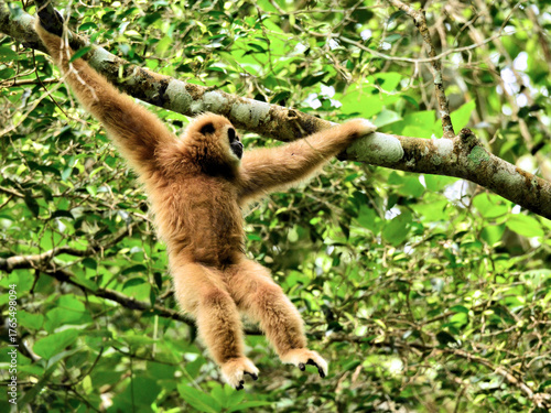 A White-handed Gibbon perched alertly on a tropical tree branch in Kaeng Krachan NP Thailand