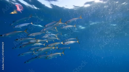 Underwater shot showcasing a school of silver fish swimming near the surface with bubbles. A pink jellyfish drifts above