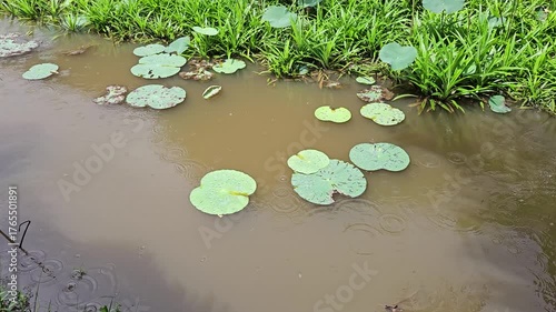 Raindrops falling on a small pond in Vietnam with green grass and water lily leaves floating on muddy water, creating a peaceful rural scene.