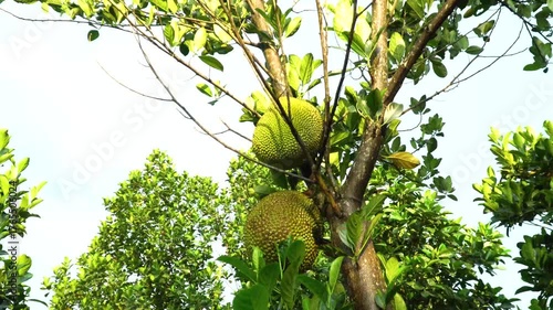 Close-up of jackfruits growing on tree trunk