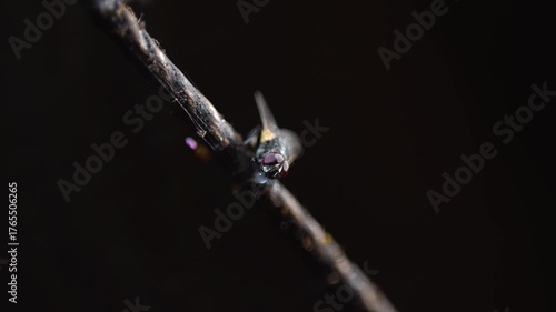 Flies resting in darkness