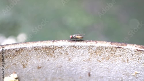 Macro shot of houseflies in motion