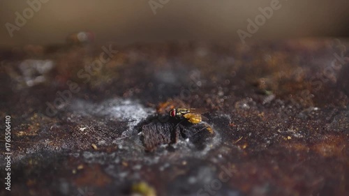 Close-up of flies on a surface