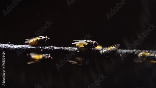 Insects moving in dark shadows