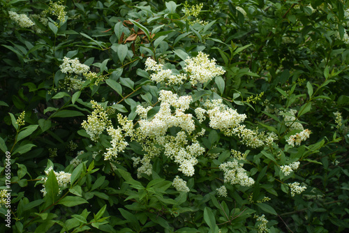 Profusion of white flowers in the leafage of Ligustrum vulgare in mid June