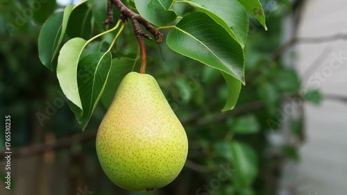 A ripe, green pear, with leaves, hangs from a branch against a soft, blurred background