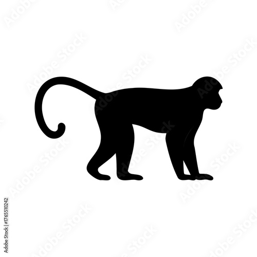 Silhouette of a Capuchin Monkey Standing on all Four Legs with Tail