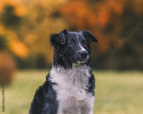 Beautiful black and white Border Collie dog sitting outdoors on the grass with a blurry background of colorful autumn leaves in a park setting.