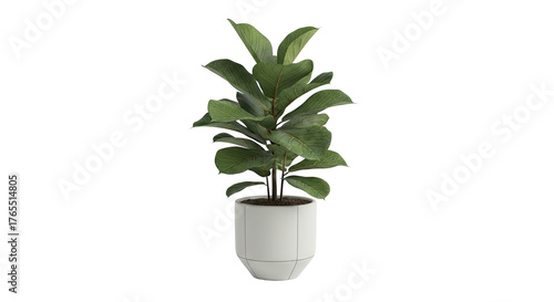 A vibrant fiddle-leaf fig plant in a modern white pot, isolated on black
