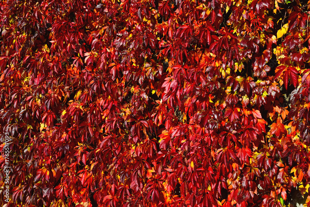 Fototapeta premium Feuilles d'automne