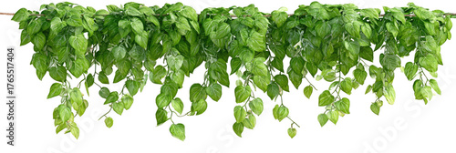 Lush green foliage cascades from a horizontal support