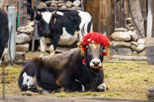 Decorated Yak with Red Hair and Festival Adornments, Nepal