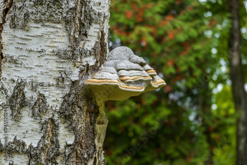 Photos Close-up of a tree fungus growing on birch bark with a natural green and red blurred background