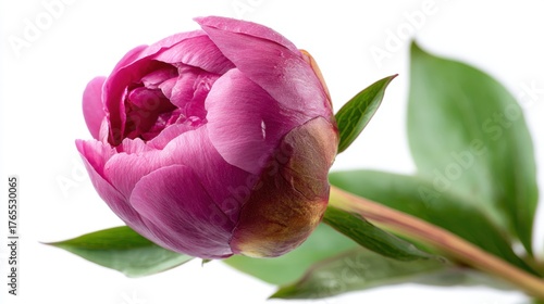 Pink peony flower bud beginning to open with green leaves, isolated on white background, spring bloom