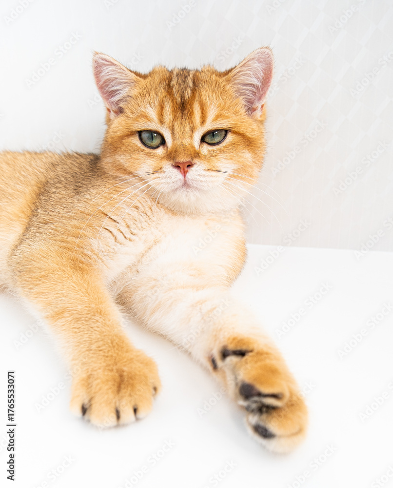 Obraz premium A fluffy orange cat A British Golden Chinchilla with striking green eyes is lying peacefully on a white background lies under the rays of the sun