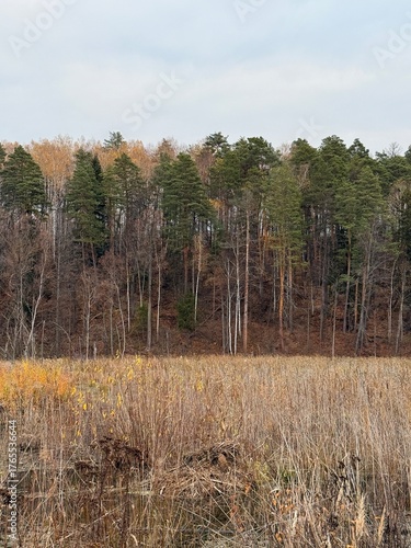 autumn in the forest
