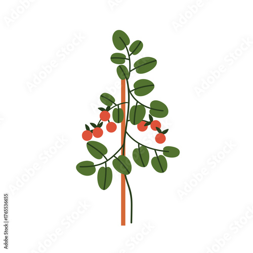 Cherry tomato plant. Red vegetables and leaf growth, supporting with stake. Fresh organic harvest, homegrown healthy crop. Natural farm food. Flat vector illustration isolated on white background