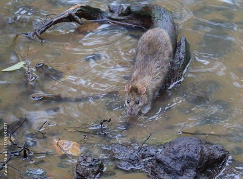 A wild rat is sitting on a coastal snag and drinking water from the river