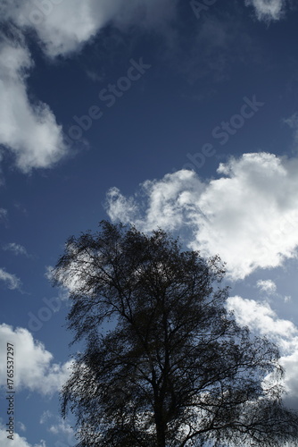 Betula Pendula und weiß blauer Himmel