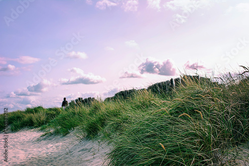 Fototapeta Naklejka Na Ścianę i Meble -  Green dune grass on the sandy beach of the Baltic Sea and wooden palisades in a violet mood light.