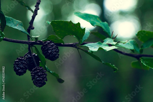 A wet branch with green leaves