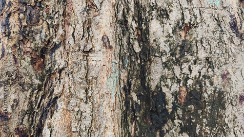 Close-up of tree bark texture, suitable for background natural form, Wood background